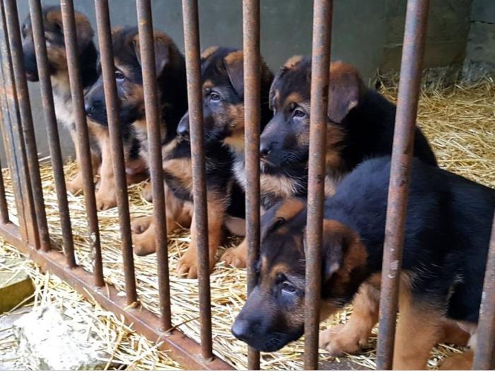nemački ovčar vrhunska krvna linija novo leglo besplatni mali oglasi