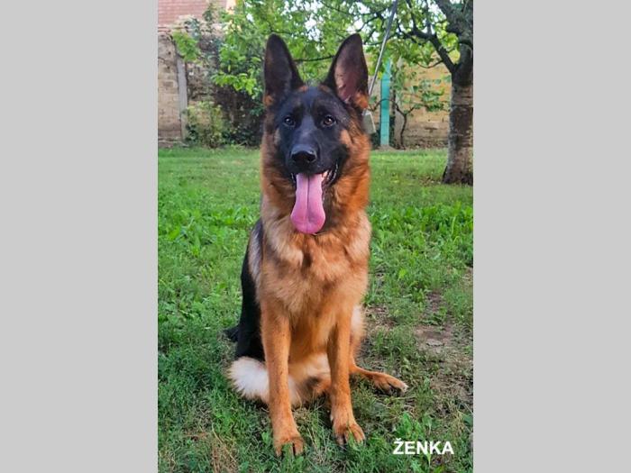 nemački ovčar vrhunska krvna linija novo leglo besplatni mali oglasi