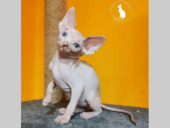 kanadske sphynx mače na prodaju besplatni mali oglasi