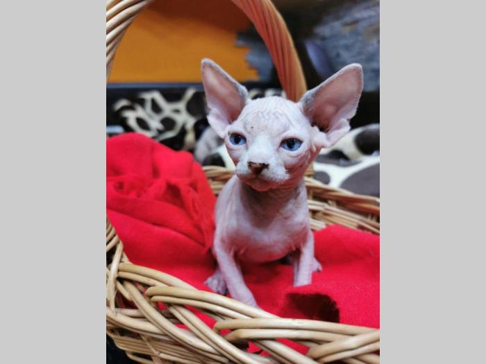 kanadske sphynx mače na prodaju besplatni mali oglasi