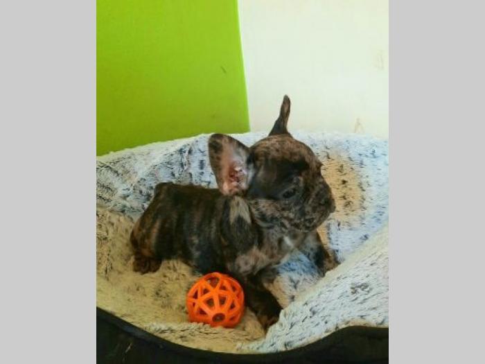 francuski buldog štenci besplatni mali oglasi