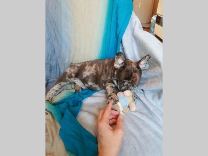 francuski buldog štenci besplatni mali oglasi