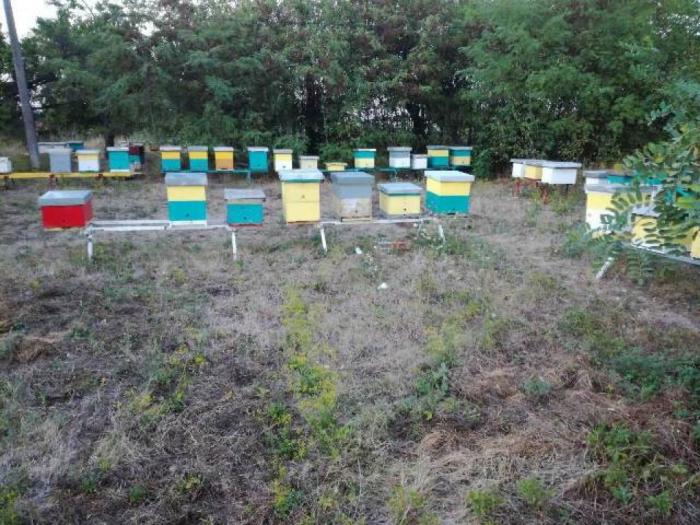 pčelinja društva na lr ramu besplatni mali oglasi