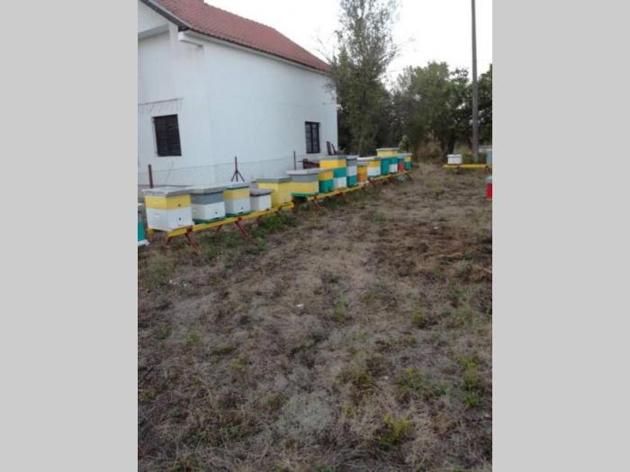 pčelinja društva na lr ramu besplatni mali oglasi