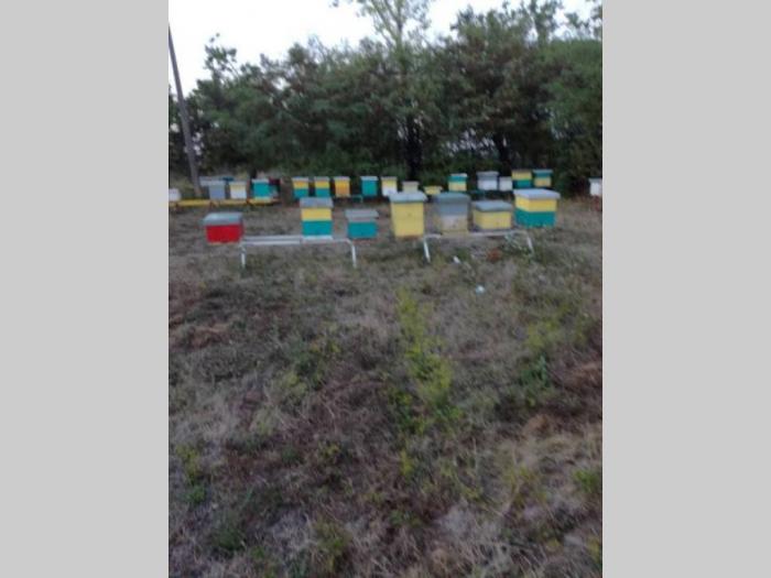 pčelinja društva na lr ramu besplatni mali oglasi