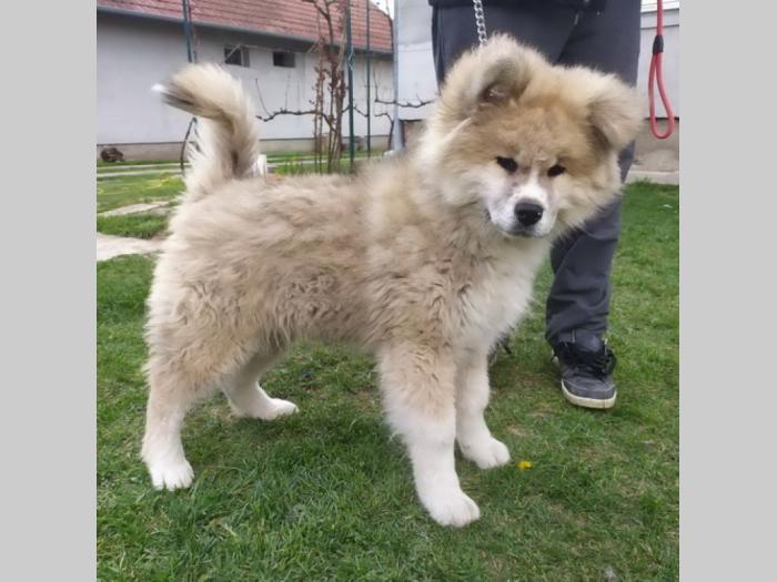 japanska akita štenci besplatni mali oglasi