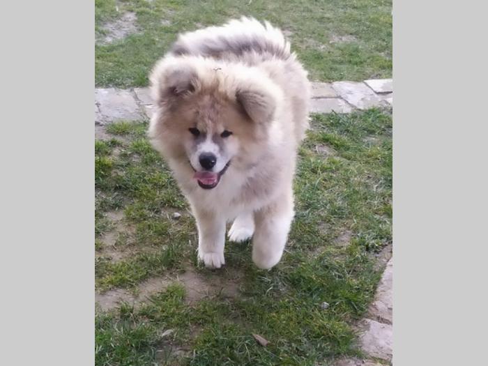 japanska akita štenci besplatni mali oglasi