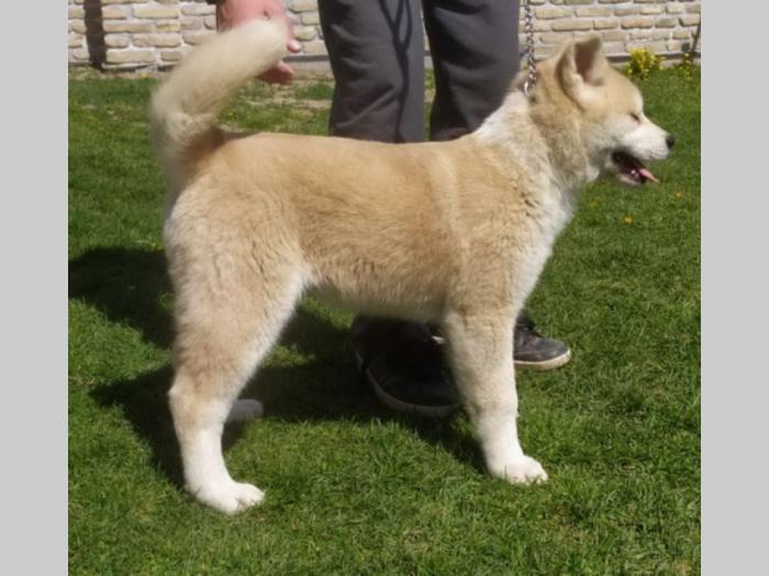 japanska akita štenci besplatni mali oglasi