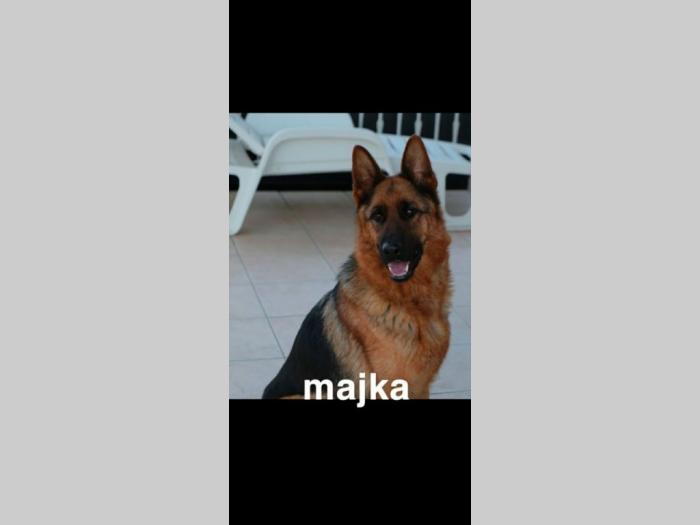 nemački ovčar štenci besplatni mali oglasi