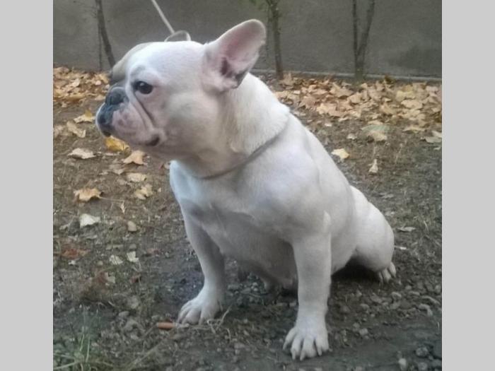 francuski buldog ženka sa rodovnikom besplatni mali oglasi
