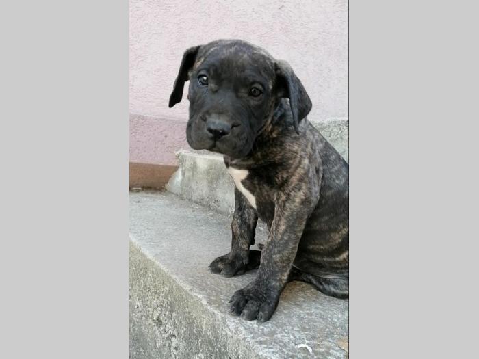 presa canario štenci na prodaju besplatni mali oglasi