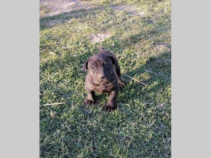 presa canario štenci na prodaju besplatni mali oglasi