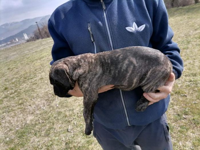 presa canario štenci na prodaju besplatni mali oglasi