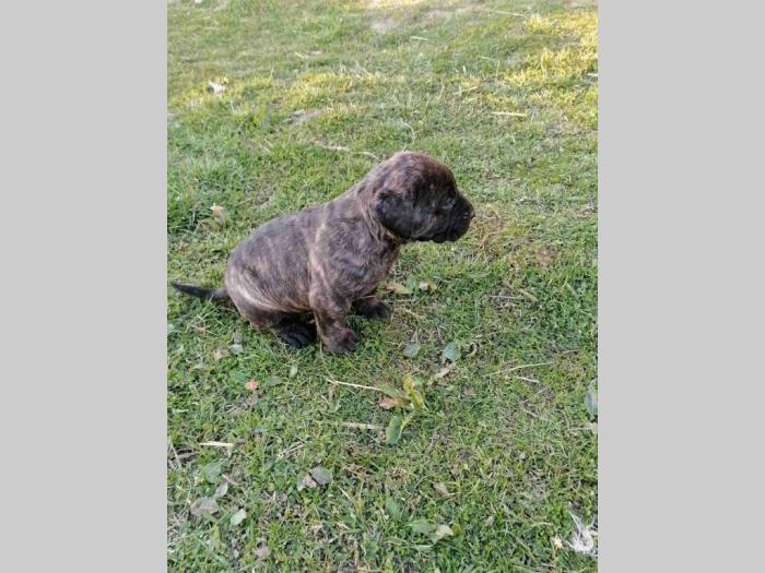 presa canario štenci na prodaju besplatni mali oglasi