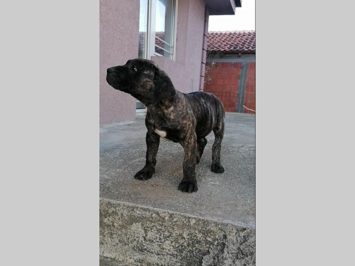 presa canario štenci na prodaju besplatni mali oglasi