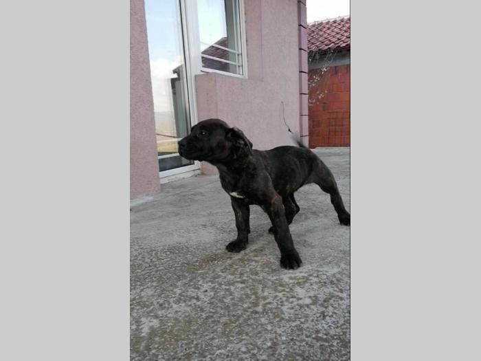 presa canario štenci na prodaju besplatni mali oglasi