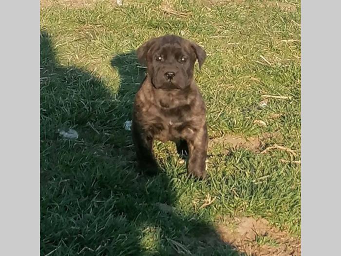 presa canario štenci na prodaju besplatni mali oglasi