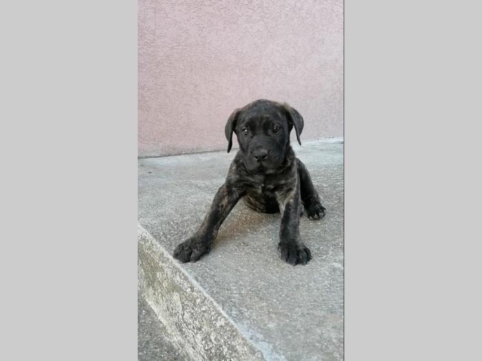 presa canario štenci na prodaju besplatni mali oglasi