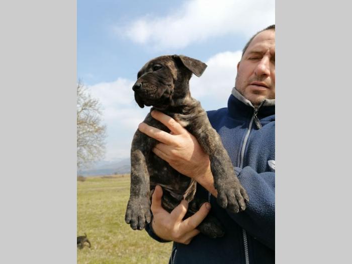 presa canario štenci na prodaju besplatni mali oglasi