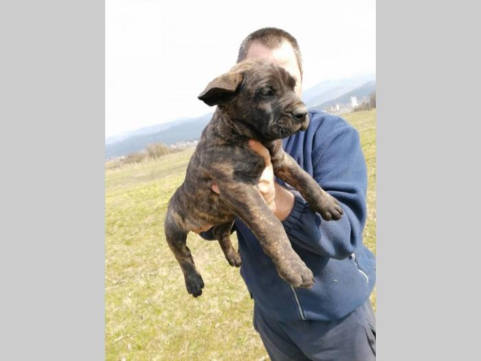 presa canario štenci na prodaju besplatni mali oglasi
