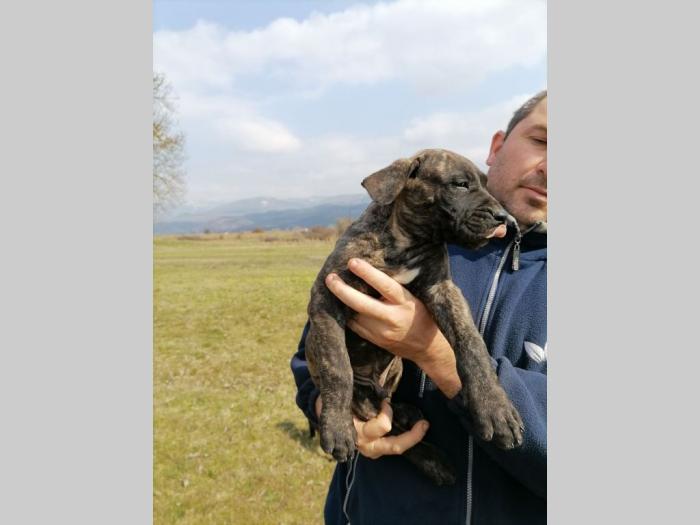 presa canario štenci na prodaju besplatni mali oglasi