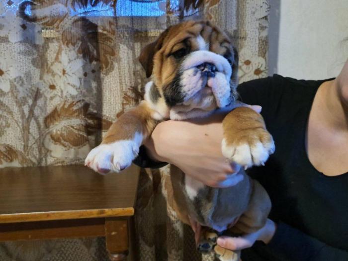 englski buldog kvalitetni štenci besplatni mali oglasi