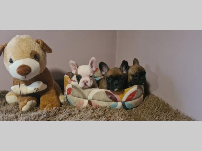 francuski buldog štenci besplatni mali oglasi