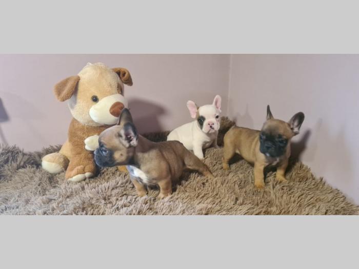 francuski buldog štenci besplatni mali oglasi