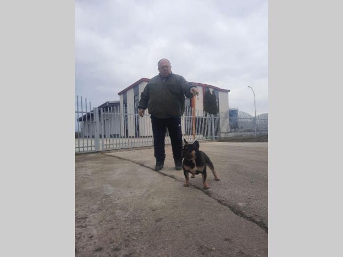 francuski buldog mužjak za parenje besplatni mali oglasi