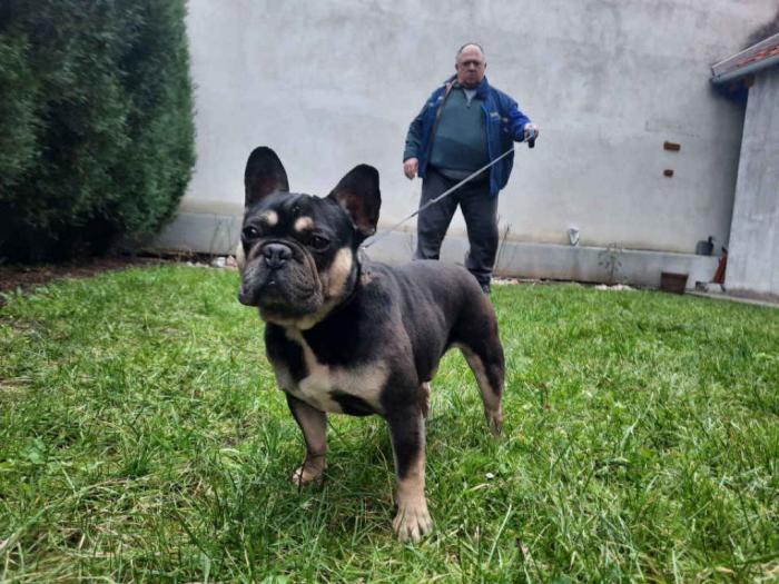 francuski buldog mužjak za parenje besplatni mali oglasi