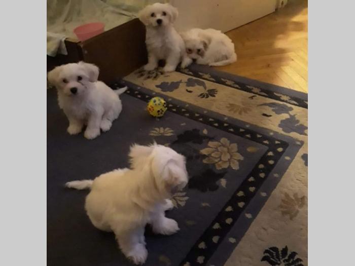 čistokrvni štenci maltezer besplatni mali oglasi