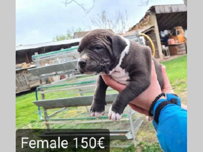 pit bull štenci besplatni mali oglasi
