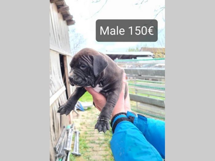 pit bull štenci besplatni mali oglasi