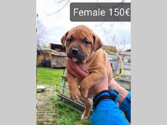 pit bull štenci besplatni mali oglasi