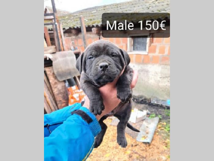 pit bull štenci besplatni mali oglasi