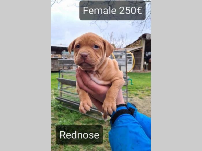 pit bull štenci besplatni mali oglasi