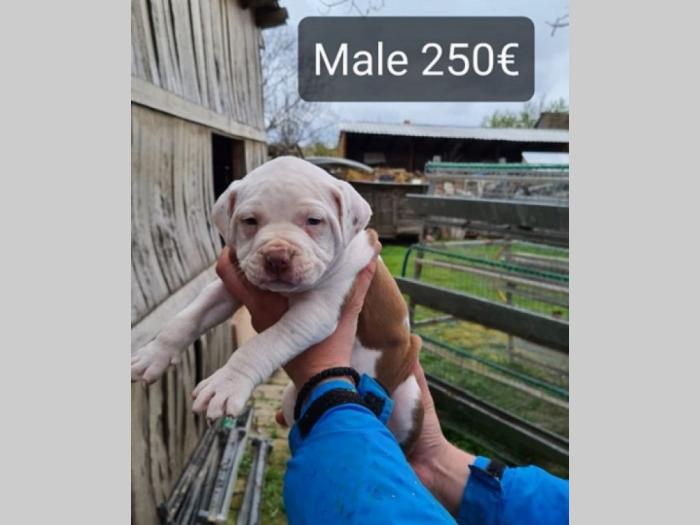pit bull štenci besplatni mali oglasi