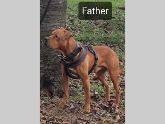 pit bull štenci besplatni mali oglasi