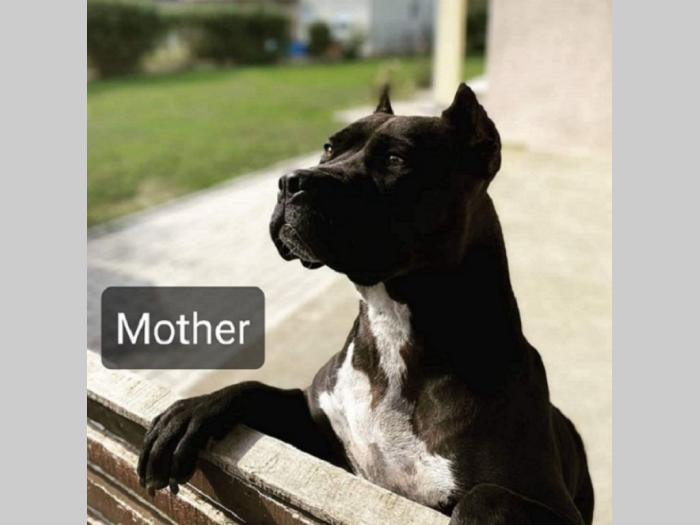 pit bull štenci besplatni mali oglasi