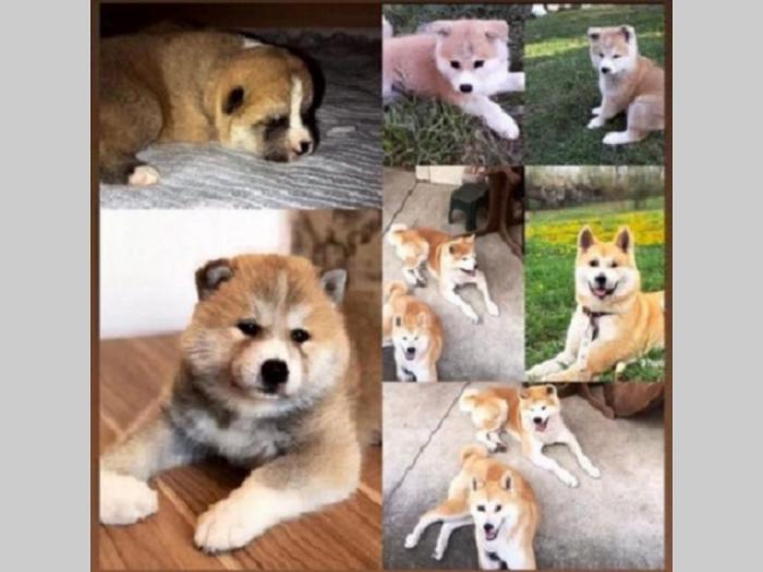 japanska akita inu besplatni mali oglasi