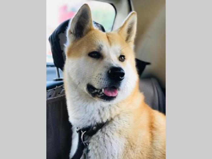 japanska akita inu besplatni mali oglasi