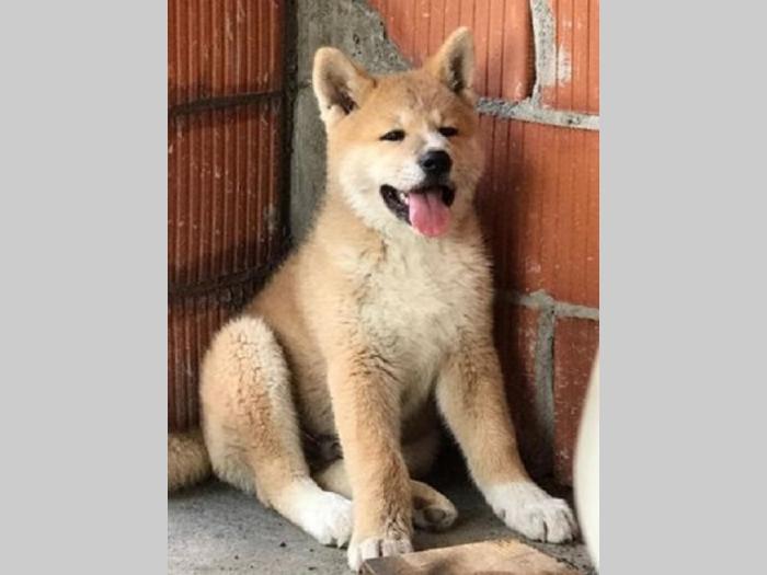 japanska akita inu besplatni mali oglasi