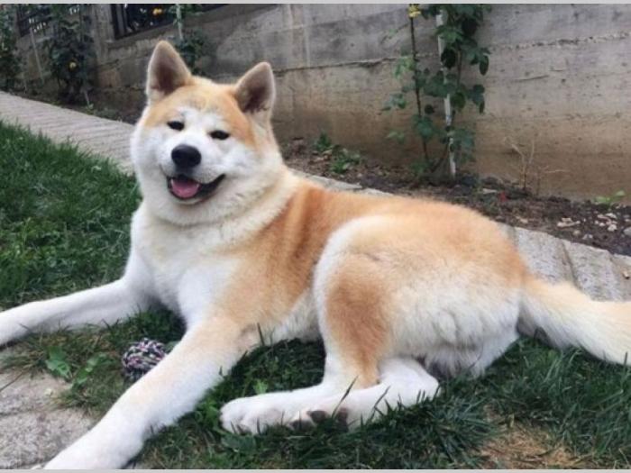 japanska akita inu besplatni mali oglasi