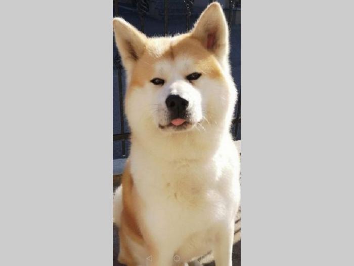 japanska akita inu besplatni mali oglasi