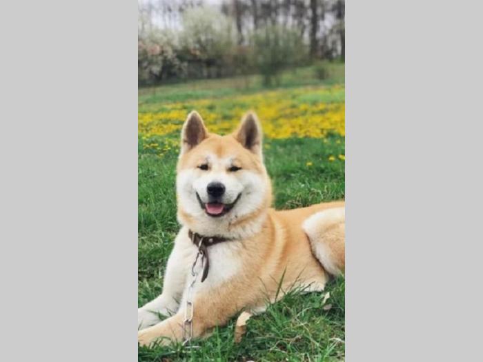 japanska akita inu besplatni mali oglasi