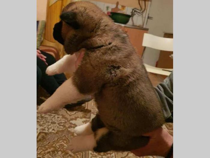 američka akita štenci besplatni mali oglasi