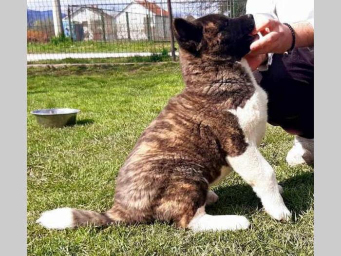 američka akita štenci besplatni mali oglasi