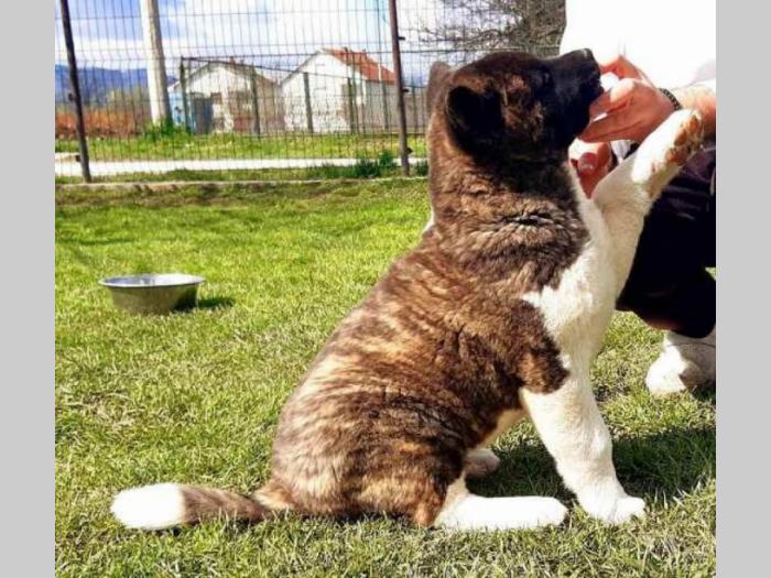američka akita štenci besplatni mali oglasi