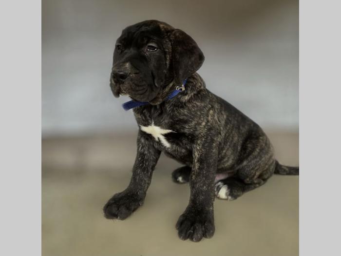štenci presa canario vrhunskog porekla besplatni mali oglasi