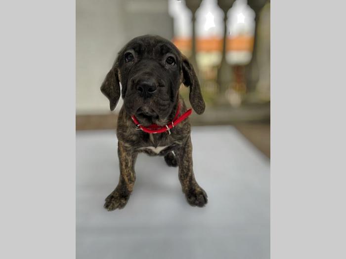 štenci presa canario vrhunskog porekla besplatni mali oglasi